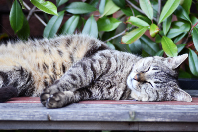 猫,姿态不雅,移动到卧位,水平画幅,生物,无人,日本,动物身体部位,一只动物,睡觉