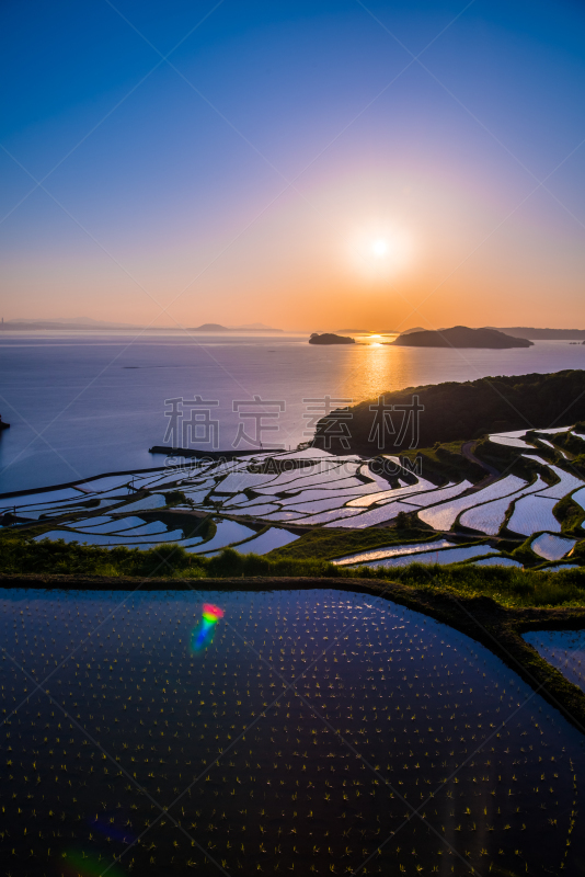 日本,九州,稻,田地,地形,户外,黄昏,夏天,春天,橙色