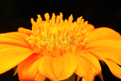 墨西哥向日葵,陆地,黑色背景,纽扣蕨,马可岛,水平画幅,无人,绘画插图,特写,植物