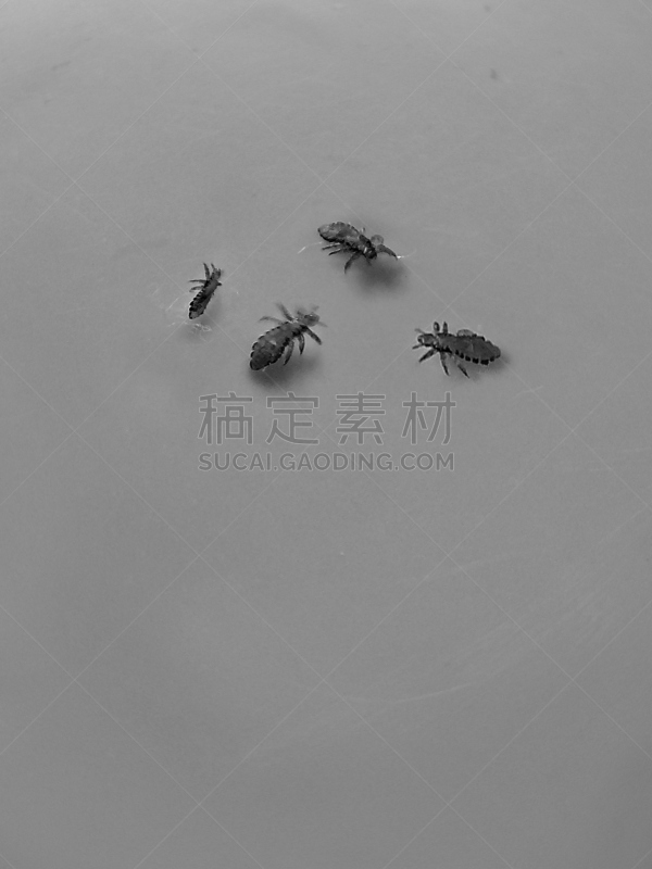 头虱,阴虱,虱子,寄生的,自然,垂直画幅,女人,无脊椎动物,动物学,人