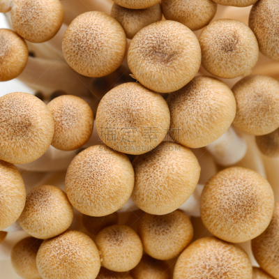Crimini Mushroom,姬菇,褐色,素食,无人,方形画幅,食用菌,真菌,生长,摄影
