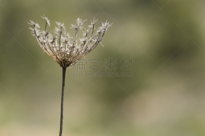 自然,干的,野生植物,背景,散焦,欧洲防风草,天空,美,艺术,水平画幅