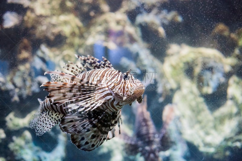 恶魔,鲉,水族馆,热带鱼,蓑鲉,深的,海洋生命,热带气候,野生动物,动物