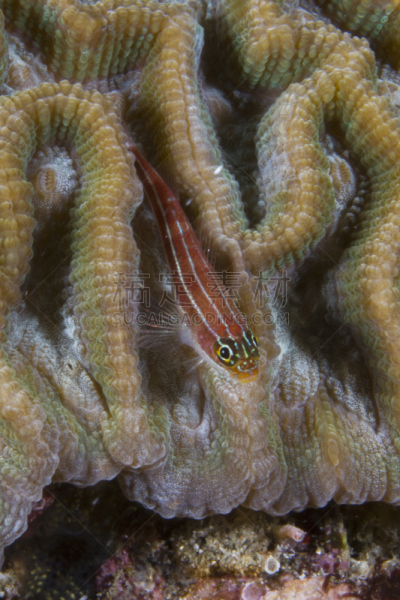 脑珊瑚,粘鱼,条纹,neon triplefin,垂直画幅,巴厘岛,无人,迷宫脑珊瑚,水下,野外动物