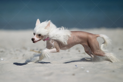 中国冠毛犬,自然,户外,慢跑,女主唱,纯种犬,水平画幅,沙子,夏天,宠物