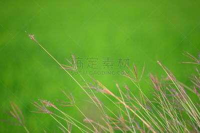 羽毛草,水平画幅,枝繁叶茂,无人,夏天,户外,草,田地,植物