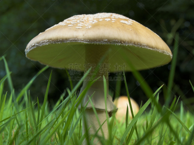 腮红,鹅膏菌,红色章鱼,伞形毒菌,自然,水平画幅,无人,蘑菇,毒蘑菇,真菌