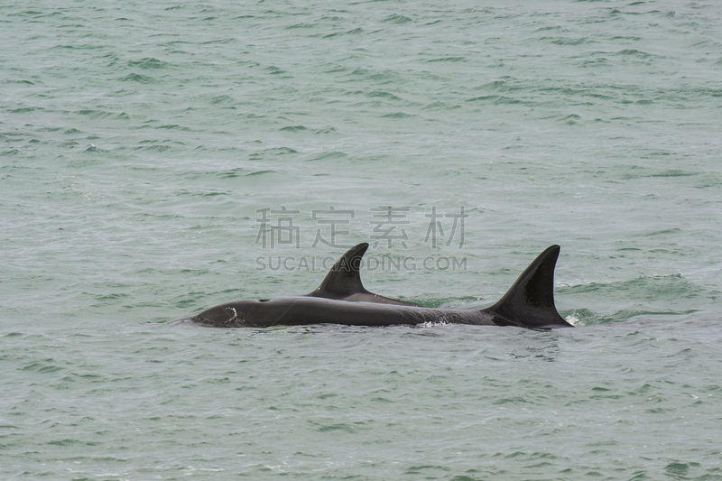 逆戟鲸,新海湾,野生动物,呼吸孔,脊椎动物,海豚,大西洋,鱼胸鳍,饮用水,动物