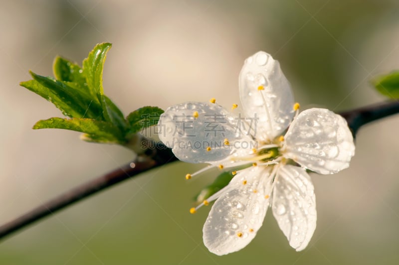 苹果树,水平画幅,樱花,樱桃,无人,户外,特写,白色,枝,植物学