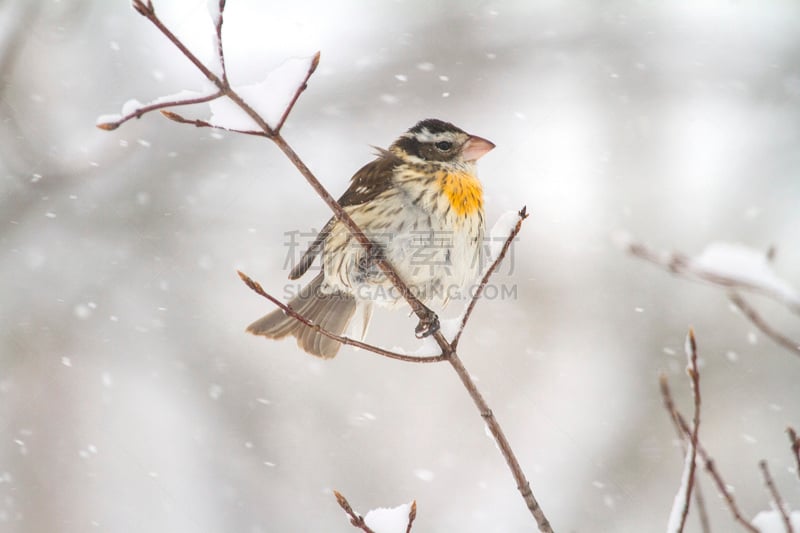 蜡嘴鸟,爱荷华,春天,水平画幅,冬天,无人,2015年,环境,大风雪,摄影