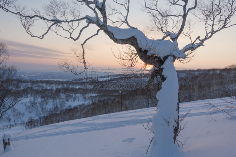 雪,橙色,白桦,热,母球,森林,留寿都度假区,二世谷,北海道,天空