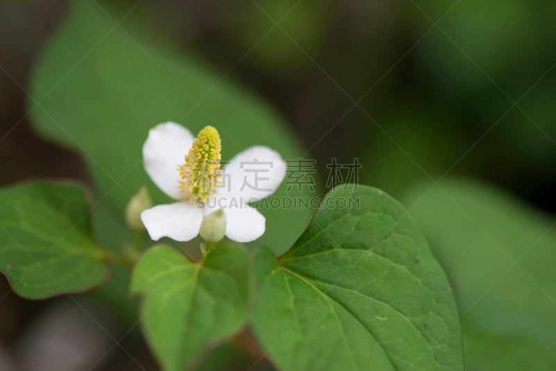 变色龙,鱼腥草,zooanthellae,中医,镇痛剂,留白,水平画幅,无人,园艺,夏天