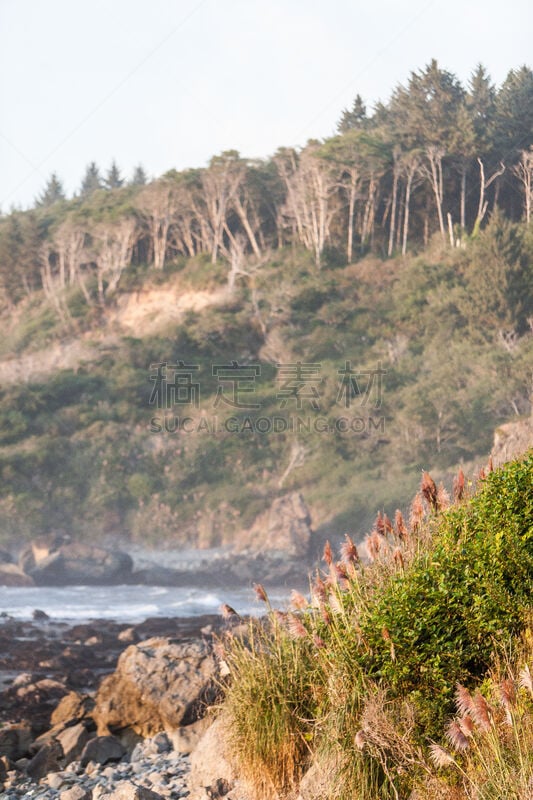 极端地形,卡利,蓓丽溪州立公园,humboldt county,垂直画幅,水,美,枝繁叶茂,无人,户外