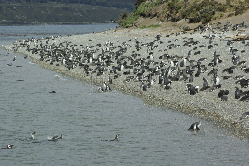 企鹅,海滩,米格鲁海峡,麦哲伦海峡企鹅,阿根廷乌斯怀亚市,火地群岛,南美,公园,水平画幅,无人