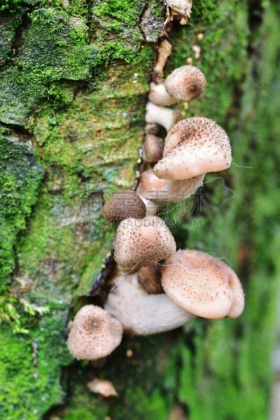秋天,真菌,垂直画幅,小的,无人,子结构,嫩枝,真菌学,巨大的,蘑菇
