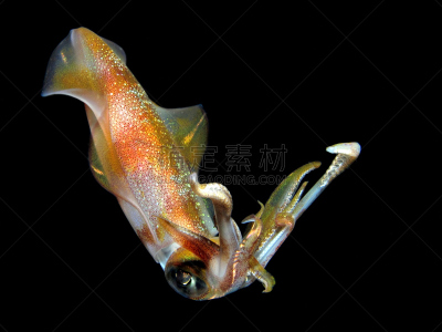 礁石,鱿鱼,水平画幅,沙子,软体动物,水下,加勒比海暗礁乌贼,野外动物,生物学