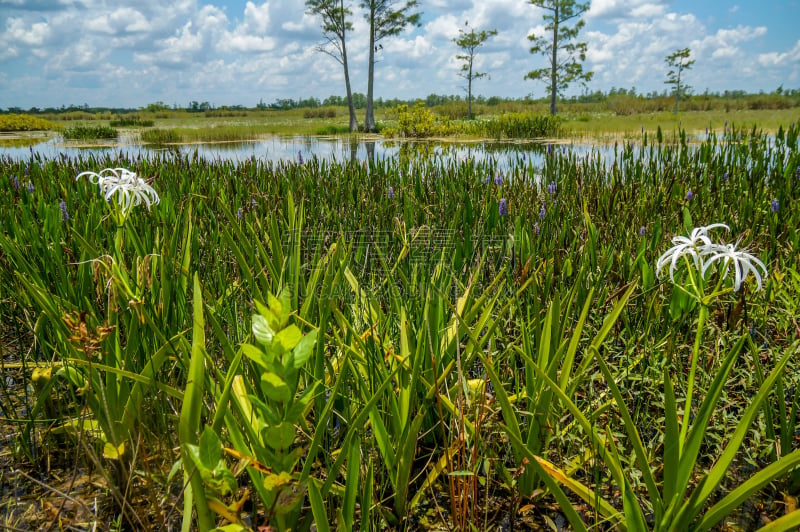 white swamp lily flower