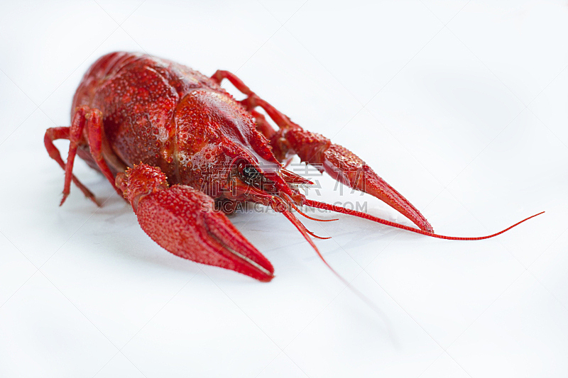 红色,煮食,螯虾,爪,白色背景,分离着色,白色,水平画幅,龙虾,静物