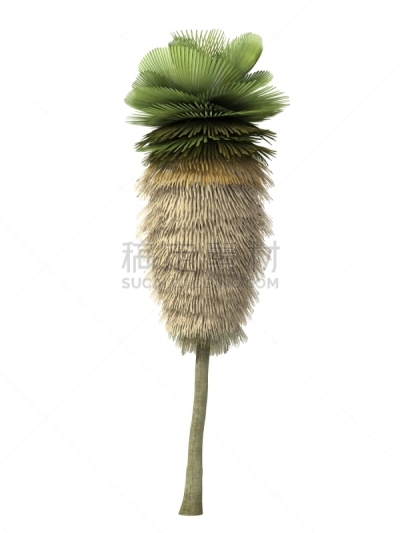 热带灌木,垂直画幅,无人,树梢,槟榔树,棕榈树,植物,灌木林,用具,热带气候