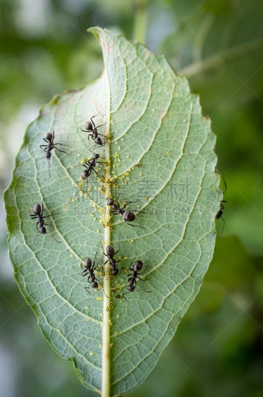 蚜虫,蚂蚁,蜂蜜,木蚁,灰蝶科,共生关系,护理人员,垂直画幅,特写,园艺