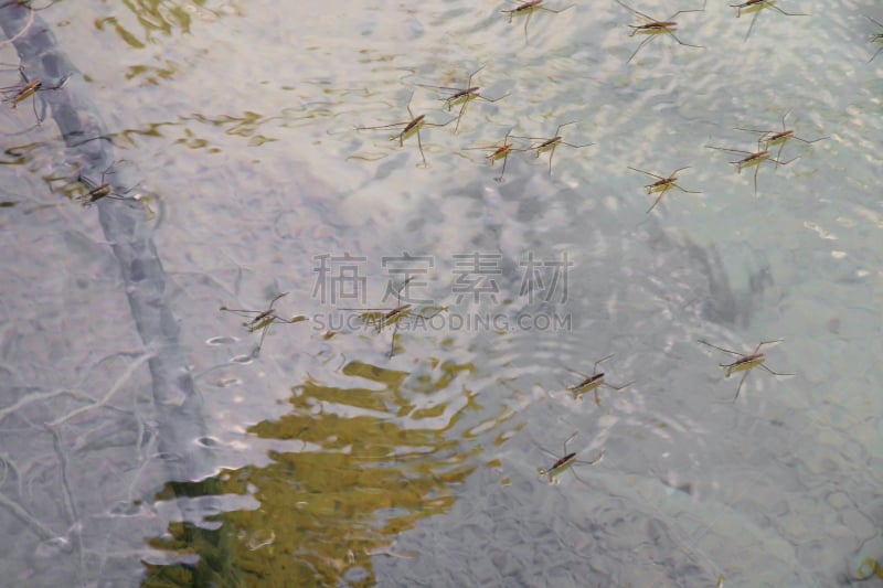 水黾,水,褐色,水平画幅,户外,湖,特写,静水,动态动作,四肢