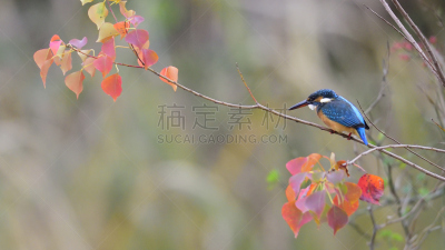 翠鸟,野生动物,水平画幅,绿色,橙色,秋天,无人,色彩鲜艳,蓝色,日本