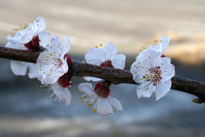 杏,特写,白色,枝,春天,白昼,春湾,研磨器,柔焦,雄蕊