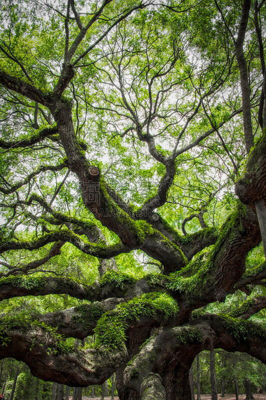 a picture of angel oak tree in John’s Island South Carolina