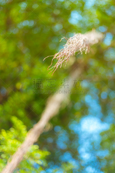 气生根,低视角,自然,垂直画幅,美,绿色,根部,无人,巨大的,热带雨林