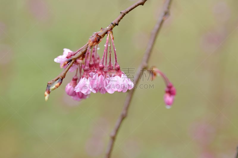 垂枝樱花,水平画幅,樱花,无人,户外,特写,四季,花蕾,植物,雨