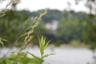叶子,哈泊斯费利,西弗吉尼亚,美国,国家公园,水平画幅,枝繁叶茂,无人,户外,自然公园