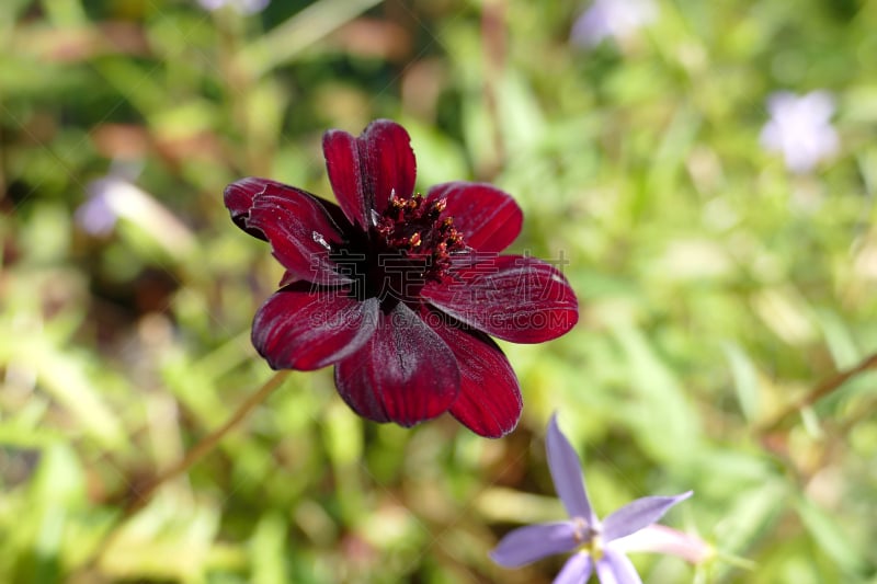 赭色大波斯菊,大波斯菊,褐色,水平画幅,雄蕊,无人,雏菊族,雌蕊,花瓣,摄影