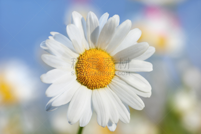 Chamomile among flowers