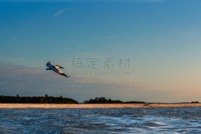 鹈鹕,自然,水,天空,野生动物,美国,水平画幅,鸟类,野外动物,波弗特