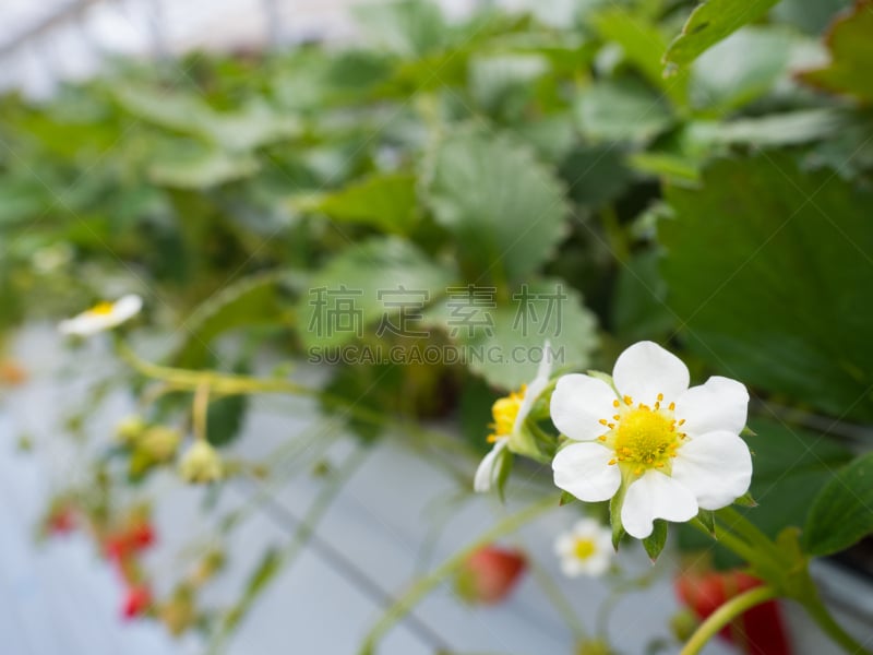 草莓,塑料温室,崎玉县,草莓地,果园,五月,水平画幅,水果,无人,日本