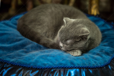 小猫,可爱的,床,特写,牛栏,朝鲜猫,行军床,水平画幅,纺织品,哺乳纲