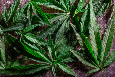 叶子,背景,纹理,农业,药,花盆,复古风格,草,堆,农场