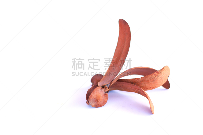 褐色,水平画幅,形状,水果,无人,2015年,种子,植物学,干的,尤脑香科树