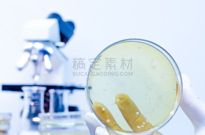 微生物,盘子,充满的,皮氏培养皿,餐具,显微镜,嗜肺性军团病杆菌,水平画幅,科学,生物学