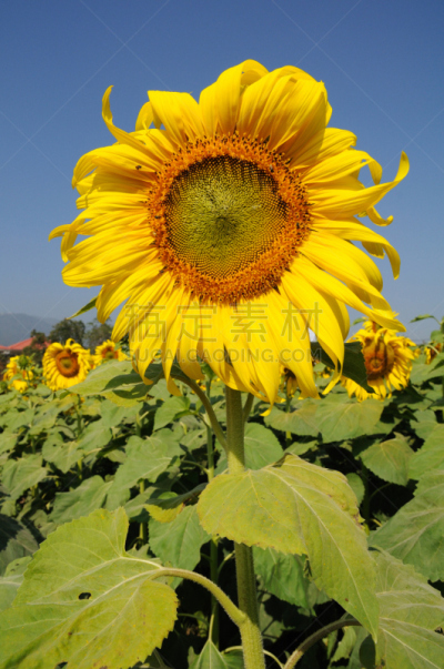 向日葵,垂直画幅,天空,夏天,仅一朵花,明亮,知识,光,植物学,大特写