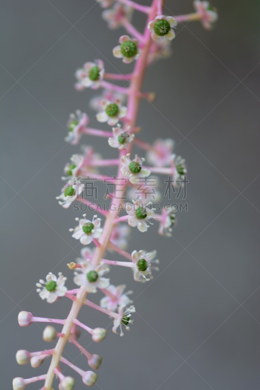 美洲商陆,自然,垂直画幅,美,绿色,无人,有毒生物体,日本,墨水,浆果