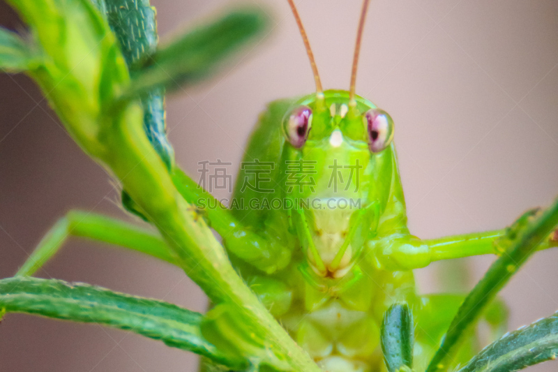 Cute Long-horned grasshoppers, or Tettigoniidae, or leafhopper perching on green leaves and green background