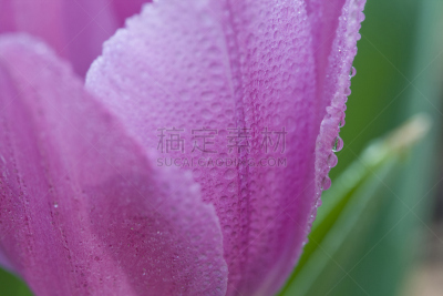 郁金香,露水,自然,水,水平画幅,绿色,无人,早晨,户外,仅一朵花