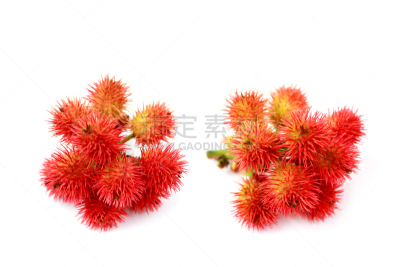 蓖麻,枝,两个物体,蓖麻油,印度草医学,水平画幅,无人,生食,维生素,组物体