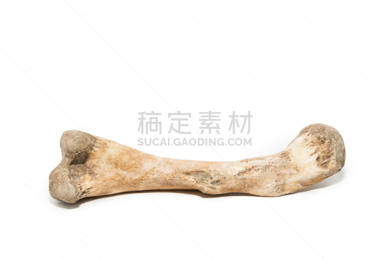 咀嚼骨,白色背景,股骨,骨骼,臂骨,腿骨,水平画幅,无人,符号,古老的