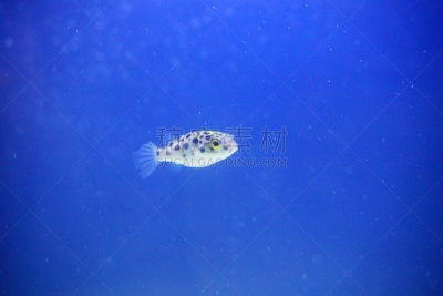 河豚,水,美,水平画幅,水肺潜水,刺河豚,无人,水下,安达曼海,动物习性