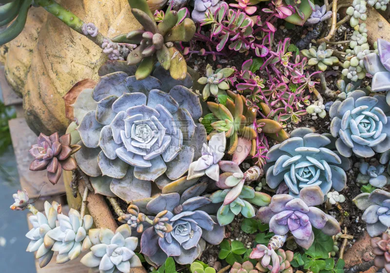 小的 多肉植物 农业 景天属植物 中国 屋顶 植物 户外 纹理 园艺图片素材下载 稿定素材