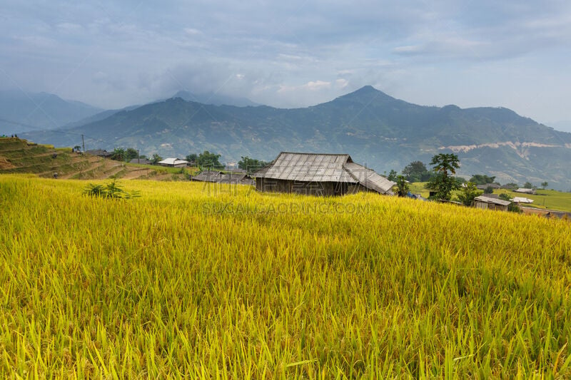 梯田,田地,越南,稻,环绕立体声,安江省,水稻梯田,美,水平画幅,山