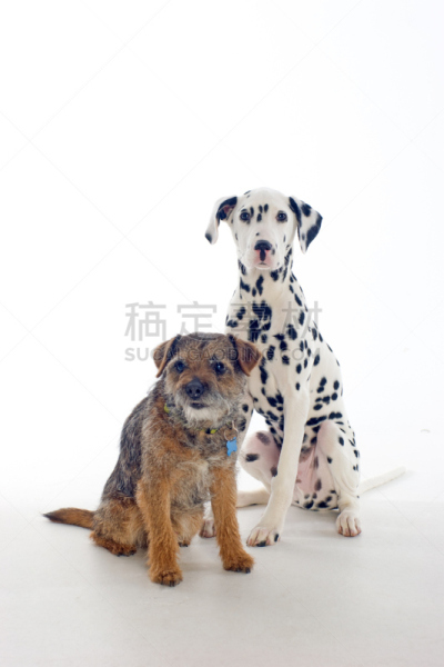 博德猎狐犬,大麦町,古老的,小狗,垂直画幅,留白,纯种犬,注视镜头,小的,可爱的