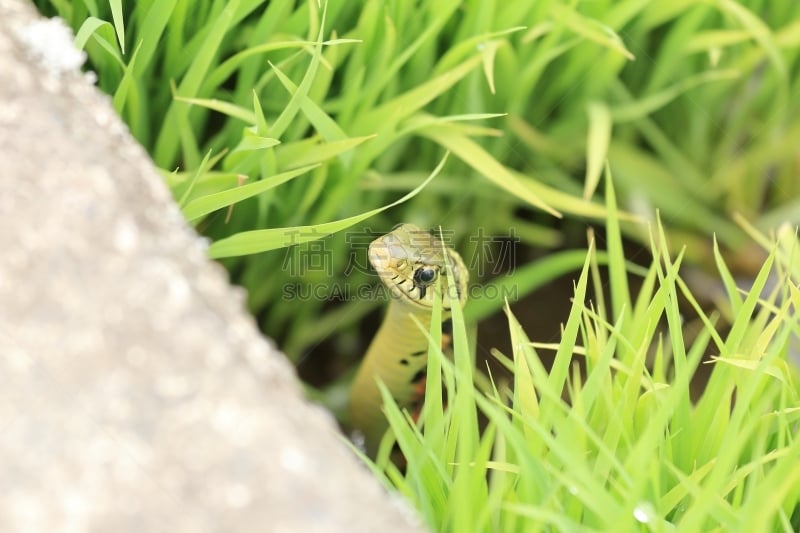 龙骨海滩,红边束带蛇,猪鼻蛇,蛇,自然,野生动物,水平画幅,生物,无人,有毒生物体